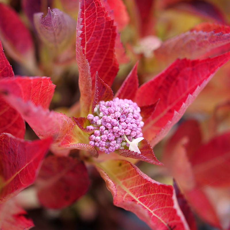Fiery orange hydrangea foliage with bright pink flowers